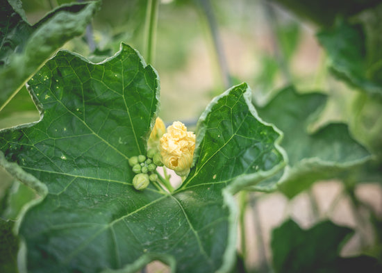 Loofah blossoms anyone? Like a squash blossom, these blooms are a lovely orangey peach color. Though... we do not recommend eating them. 