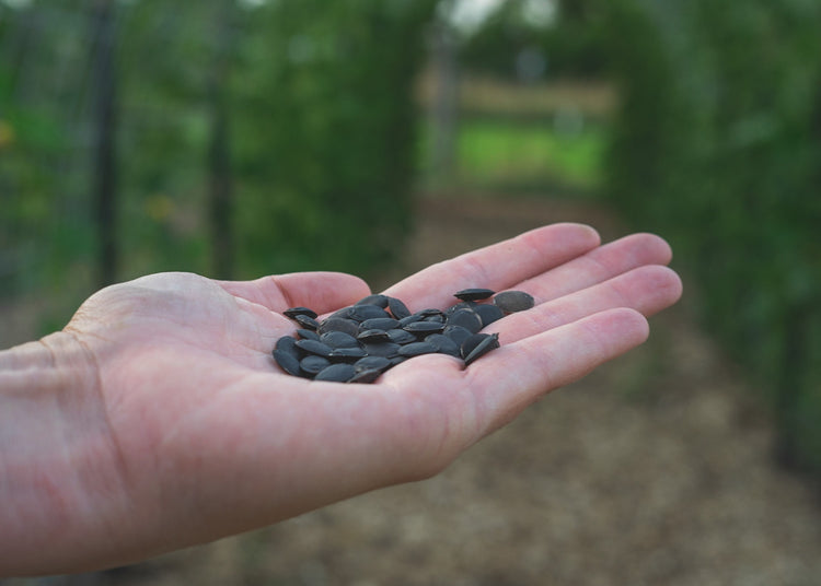 Loofah seeds, when ready to plant, are a deep black color. 