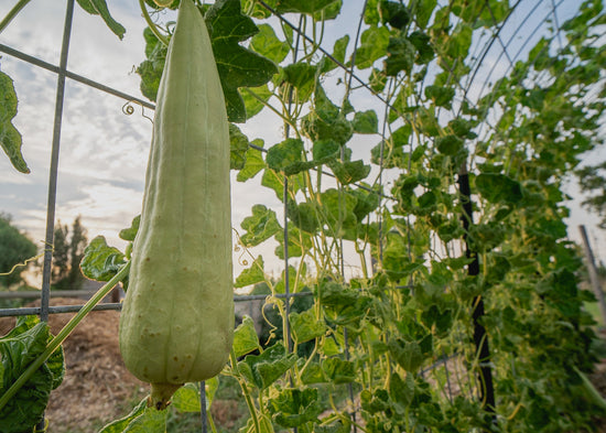 Loofah begin to change color as they mature, becoming a light weight gourd when ready for harvest.